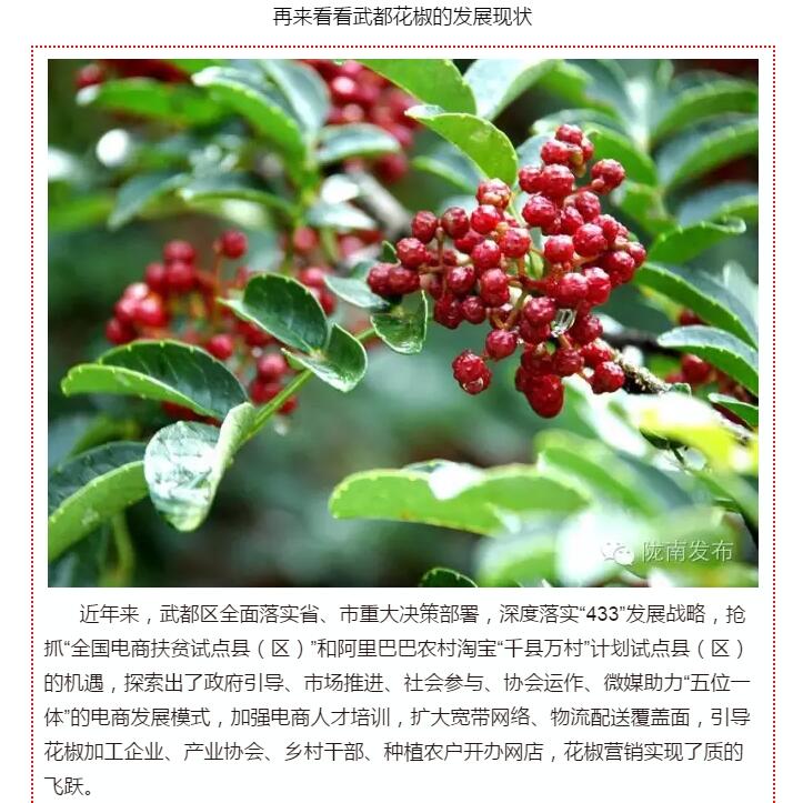 5.28億！一場盛會，武都花椒“火”了